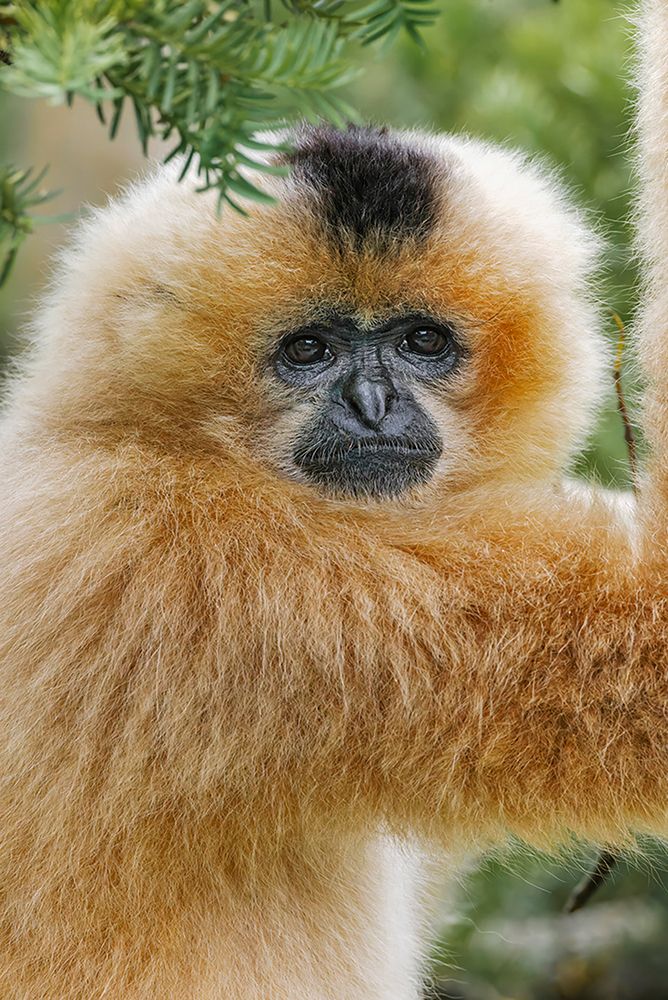 Buff-cheeked Gibbon-native to Laos-Vietnam-Cambodia
